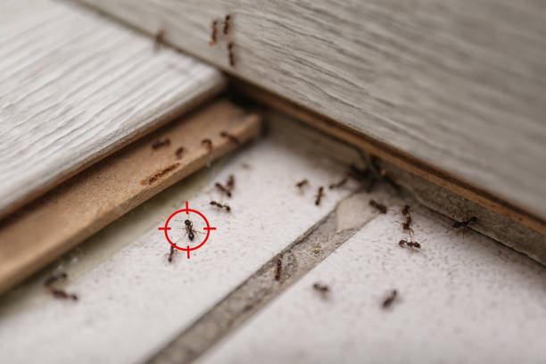  Clayton, CA Pest Control Pros