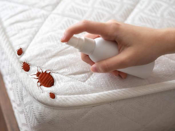 Best Insect Control  in Clayton, CA